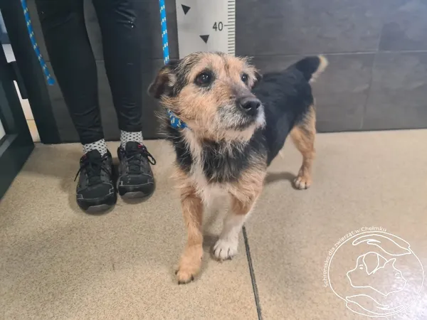 Znaleziono psa, Chełmek, 14 października 2025