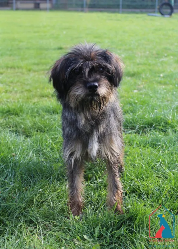 Pies do adopcji, Grudziądz, 3 października 2025