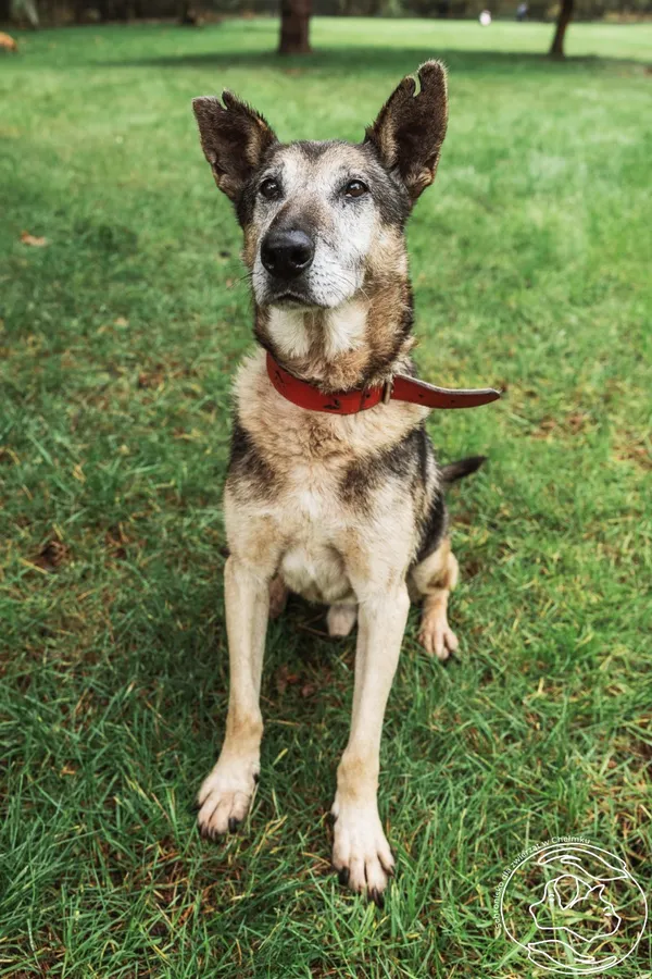 Pies do adopcji, Chełmek, 18 sierpnia 2025