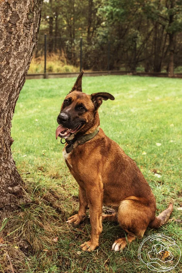 Pies do adopcji, Chełmek, 13 sierpnia 2025