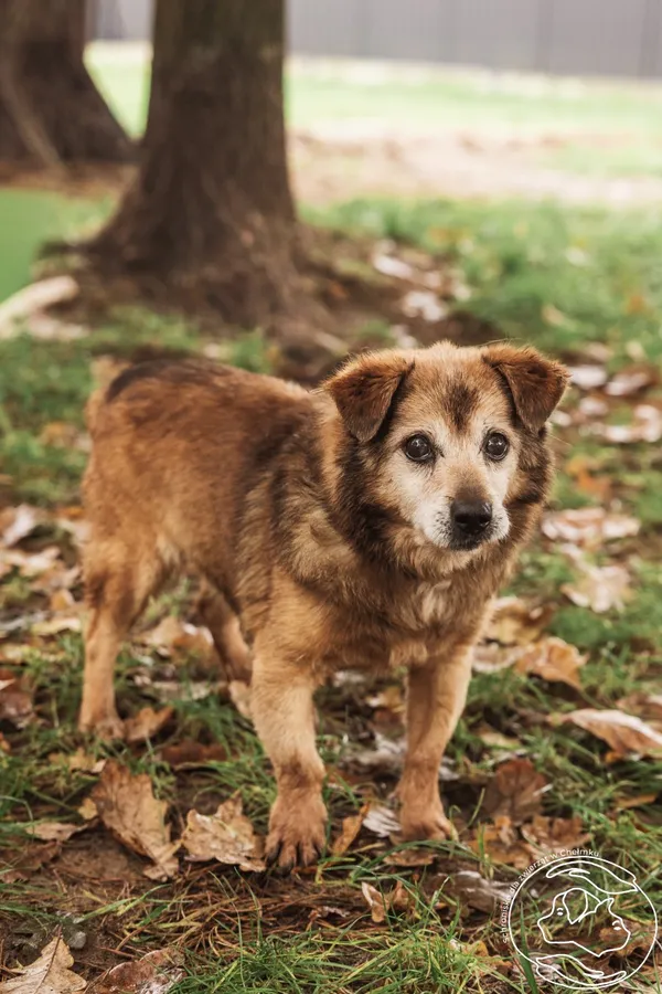 Pies do adopcji, Chełmek, 15 lipca 2025