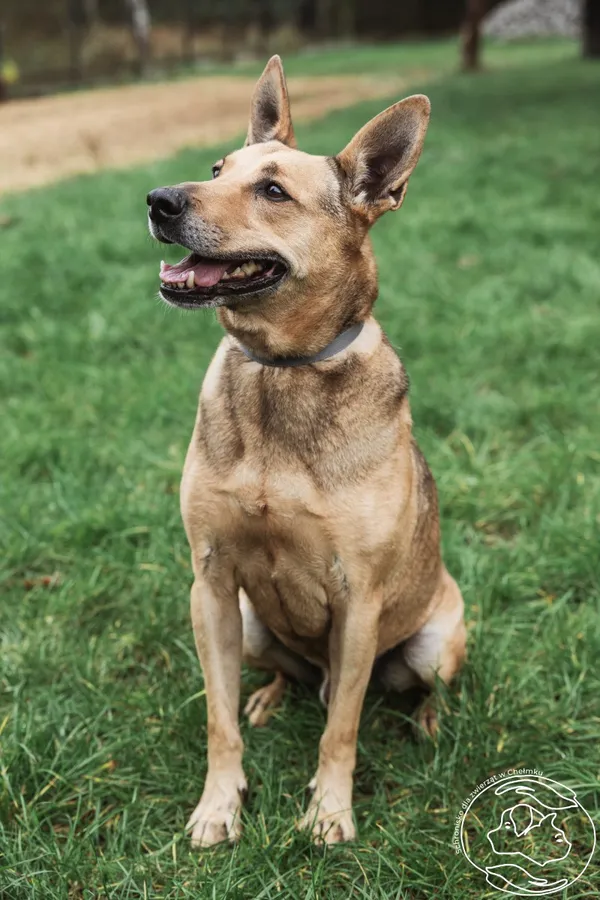 Pies do adopcji, Chełmek, 14 maja 2025