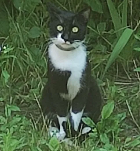 Zaginął kot, Łódź, 14 października 2025