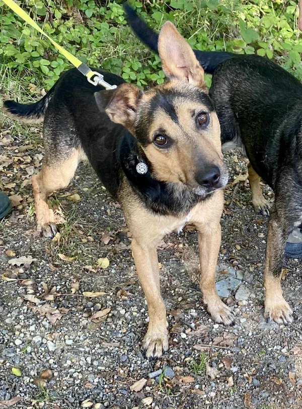 Pies do adopcji, gmina Platerówka, 14 października 2025 (1/4)