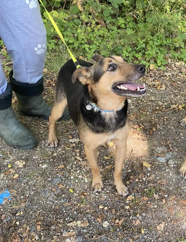 Pies do adopcji, gmina Platerówka, 14 października 2025 (2/4)