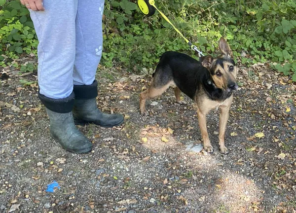 Pies do adopcji, gmina Platerówka, 14 października 2025 (3/4)