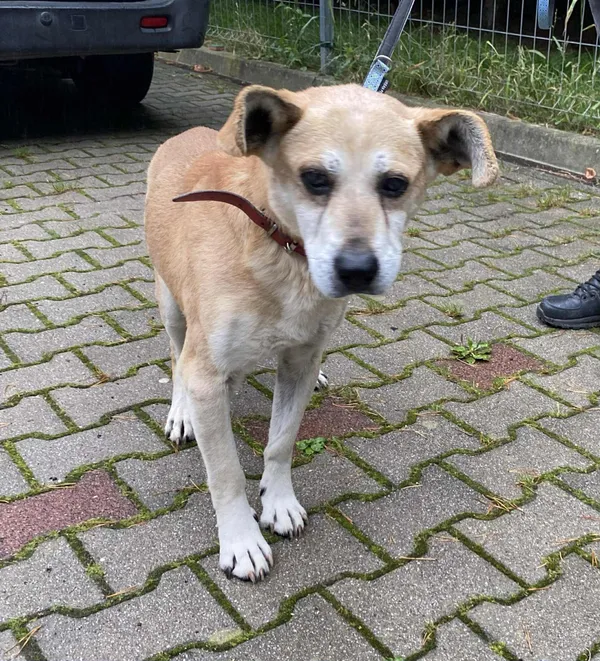 Pies do adopcji, gmina Platerówka, 14 października 2025 (1/2)