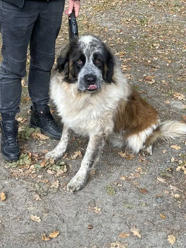 Pies do adopcji, gmina Platerówka, 14 października 2025 (1/3)