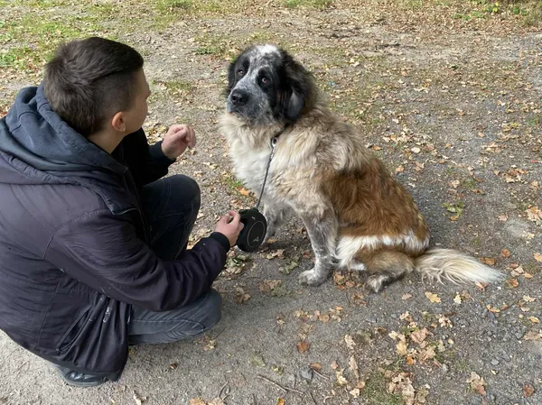 Pies do adopcji, gmina Platerówka, 14 października 2025 (3/3)