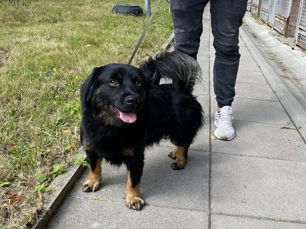 Pies do adopcji, gmina Platerówka, 14 października 2025 (1/2)