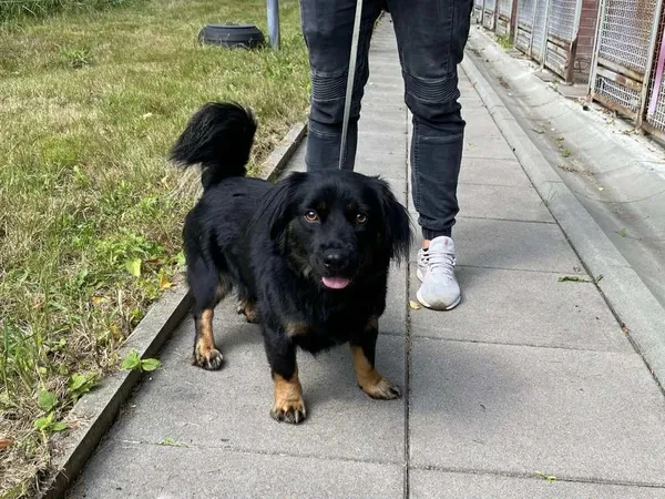 Pies do adopcji, gmina Platerówka, 14 października 2025 (2/2)