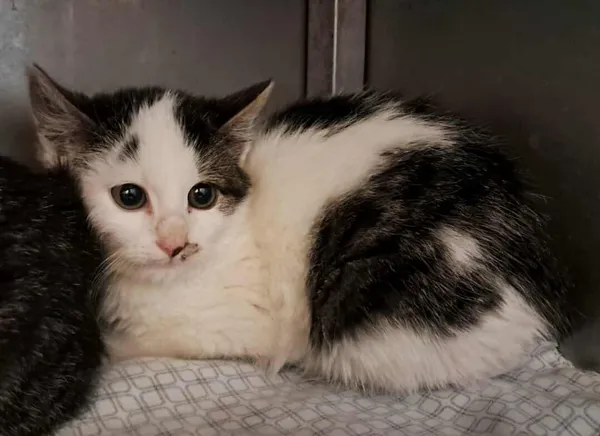 Kot do adopcji, Olsztyn, 15 października 2025