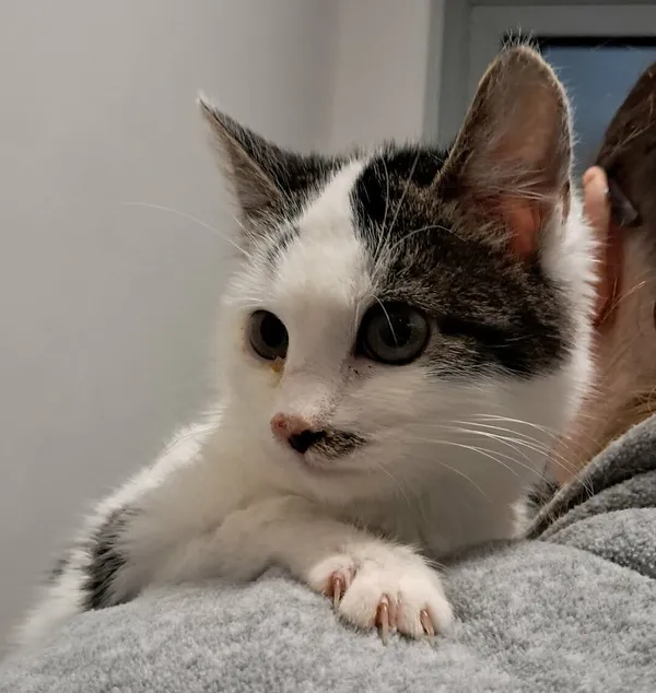 Kot do adopcji, Olsztyn, 15 października 2025 (2/3)