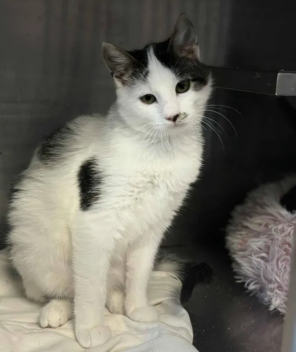 Kot do adopcji, Olsztyn, 15 października 2025 (1/4)