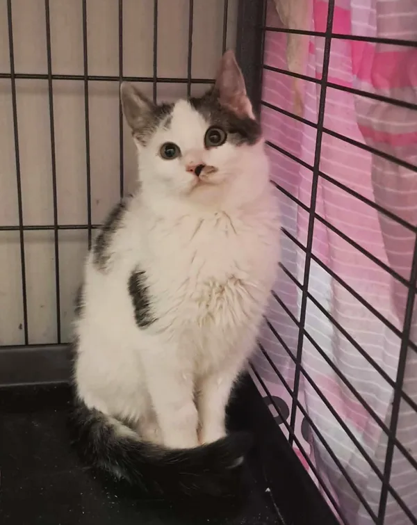 Kot do adopcji, Olsztyn, 15 października 2025 (2/4)