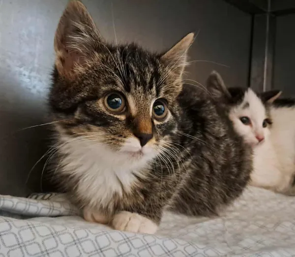 Kot do adopcji, Olsztyn, 15 października 2025