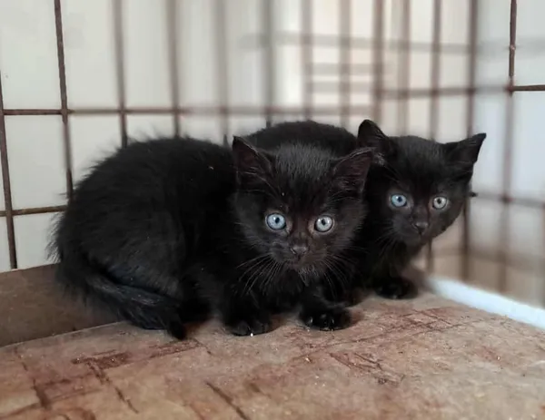 Kot do adopcji, Olsztyn, 23 września 2025