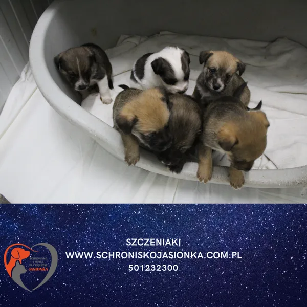 Znaleziono psa, Dębniak, 14 października 2025