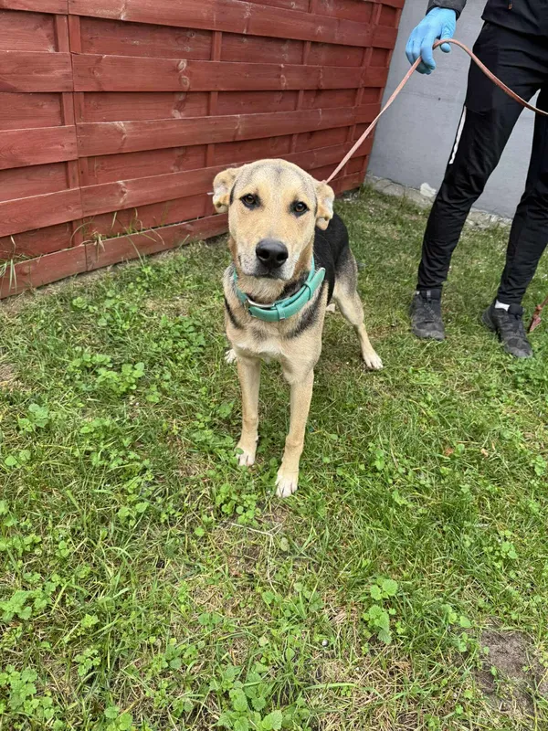 Znaleziono psa, Czartki, 17 października 2025