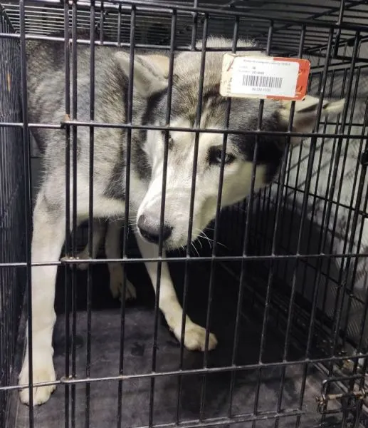 Znaleziono psa, Radom, 14 października 2025