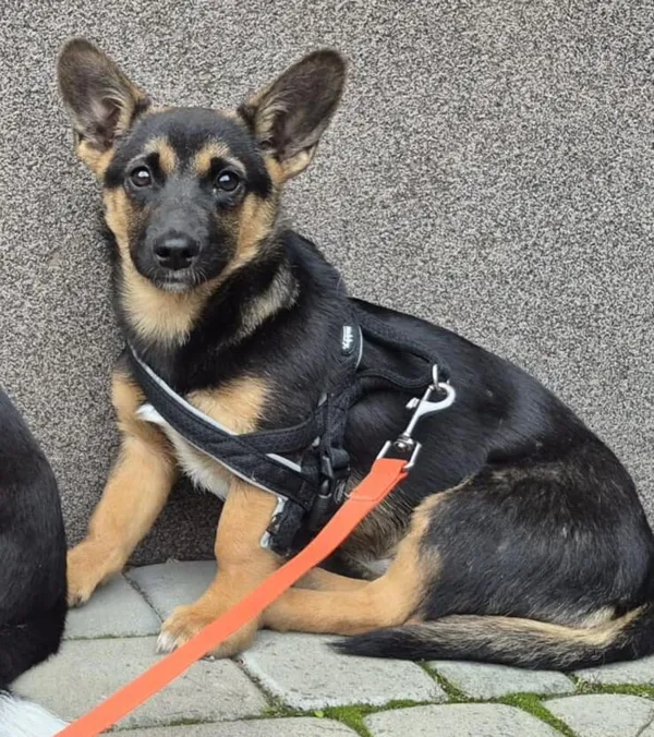 Pies do adopcji, Głowno, 17 października 2025 (1/2)