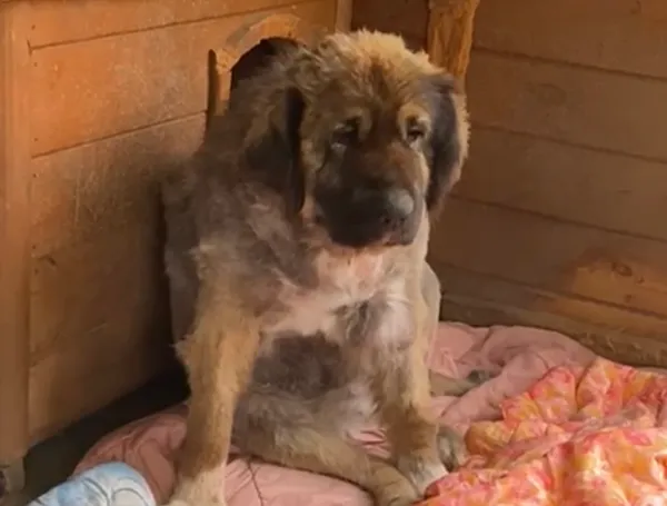 Pies do adopcji, Głowno, 14 października 2025 (1/5)