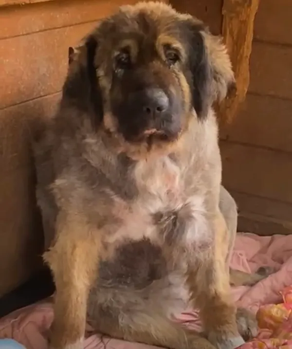 Pies do adopcji, Głowno, 14 października 2025 (2/5)