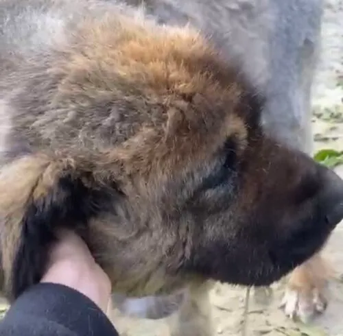 Pies do adopcji, Głowno, 14 października 2025 (4/5)