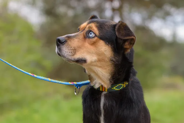 Pies do adopcji, Nowodwór, 16 października 2025 (3/5)