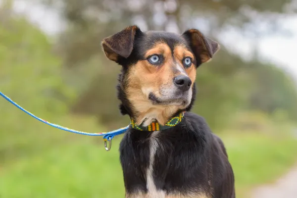 Pies do adopcji, Nowodwór, 16 października 2025 (5/5)