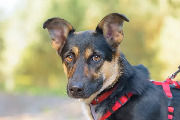 Pies do adopcji, Nowodwór, 1 października 2025 (3/5)