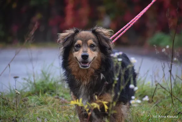 Znaleziono psa, Toruń, 26 września 2025