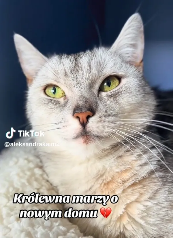 Kot do adopcji, Radom, 9 listopada 2025