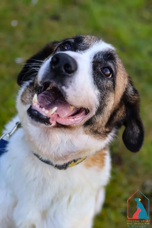 Pies do adopcji, Grudziądz, 30 września 2025 (4/5)