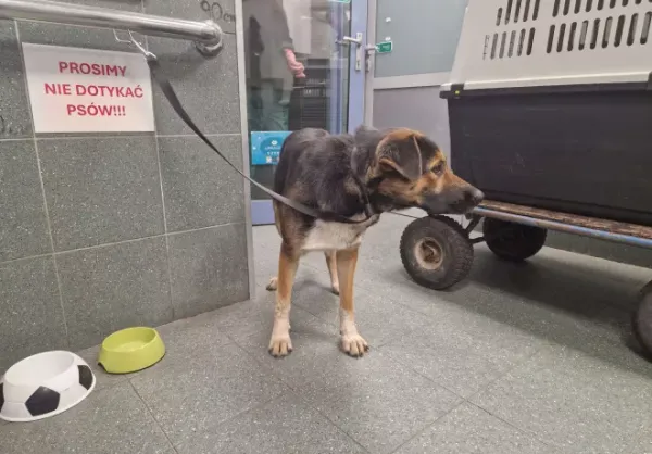 Znaleziono psa, Warszawa, 16 października 2025