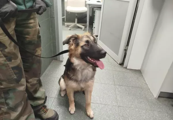 Znaleziono psa, Warszawa, 14 października 2025