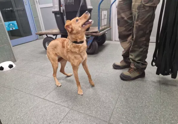 Znaleziono psa, Warszawa, 14 października 2025