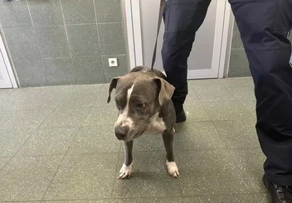 Znaleziono psa, Warszawa, 13 października 2025