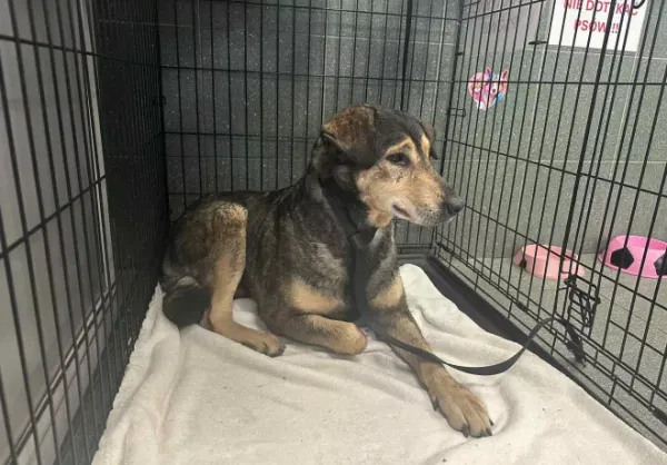 Znaleziono psa, Warszawa, 13 października 2025