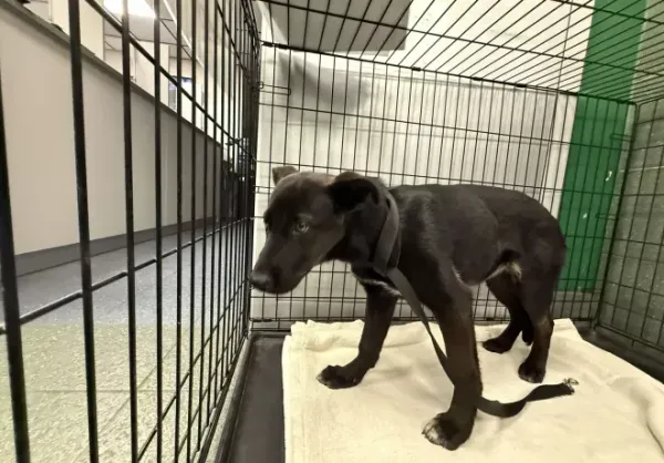 Znaleziono psa, Warszawa, 11 października 2025