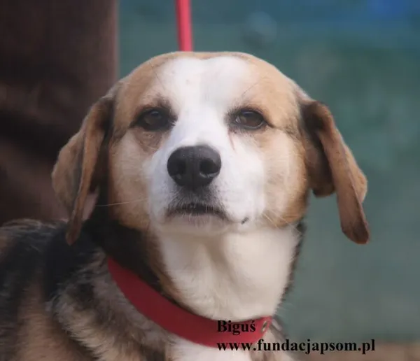 Pies do adopcji, Nowy Dwór Mazowiecki, 14 października 2025 (1/5)