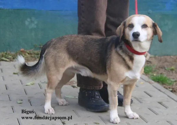 Pies do adopcji, Nowy Dwór Mazowiecki, 14 października 2025 (2/5)
