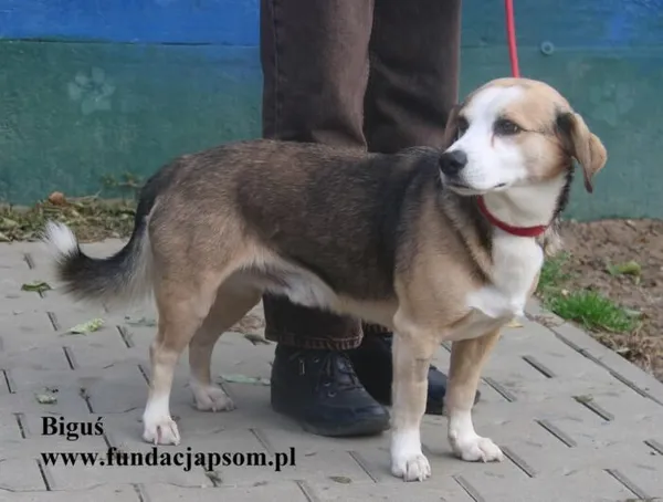 Pies do adopcji, Nowy Dwór Mazowiecki, 14 października 2025 (3/5)
