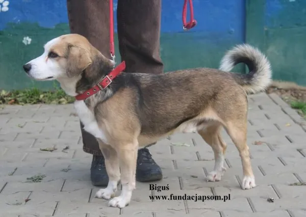 Pies do adopcji, Nowy Dwór Mazowiecki, 14 października 2025 (4/5)