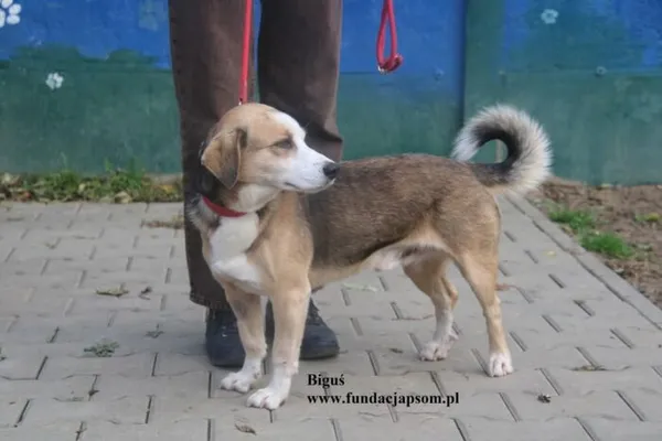 Pies do adopcji, Nowy Dwór Mazowiecki, 14 października 2025 (5/5)