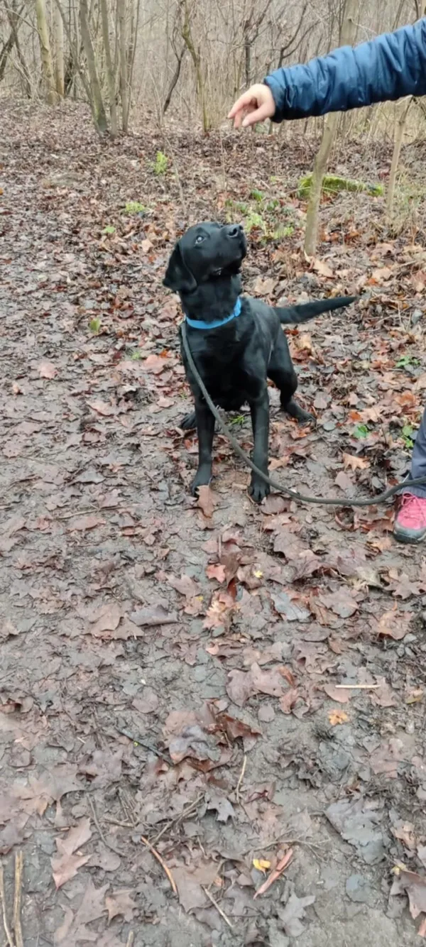 Pies do adopcji, Zgierz, 16 października 2025 (3/5)