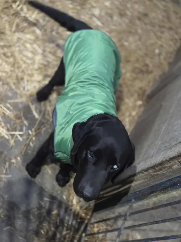 Pies do adopcji, Zgierz, 16 października 2025 (1/5)