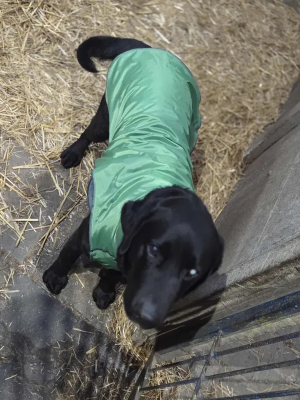 Pies do adopcji, Zgierz, 16 października 2025 (3/5)