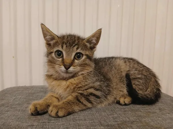 Znaleziono kota, Toruń, 29 września 2025