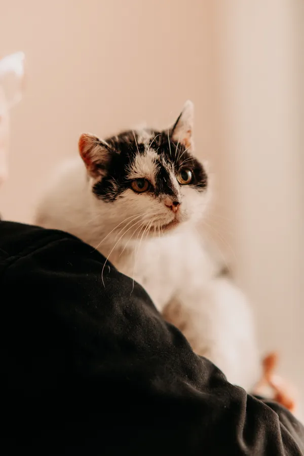 Kot do adopcji, Czartki, 17 lipca 2025 (2/5)